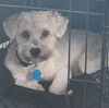 adoptable Dog in  named Matteo