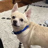 adoptable Dog in , NY named Carmine Berzatto