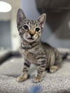 adoptable Cat in whitestone, NY named Chai