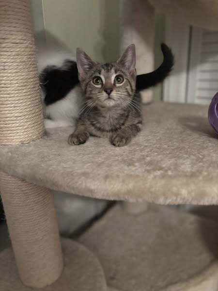 adoptable Cat in Whitestone, NY named Oprah