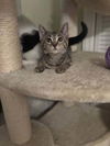 adoptable Cat in whitestone, NY named Oprah