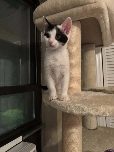 adoptable Cat in Whitestone, NY named Sylvia