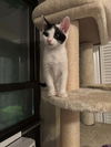 adoptable Cat in whitestone, NY named Sylvia
