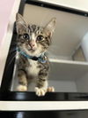 adoptable Cat in whitestone, NY named Scampi