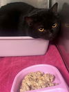 adoptable Cat in  named William