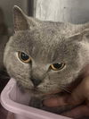 adoptable Cat in  named Alfred