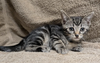 adoptable Cat in whitestone, NY named Nani
