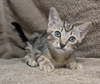 adoptable Cat in whitestone, NY named Lilo