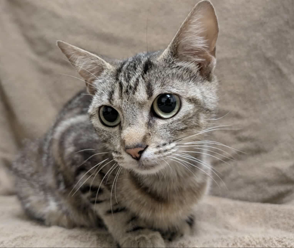 adoptable Cat in Whitestone, NY named Leilani