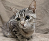 adoptable Cat in whitestone, NY named Leilani