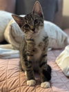 adoptable Cat in Whitestone, NY named Melody