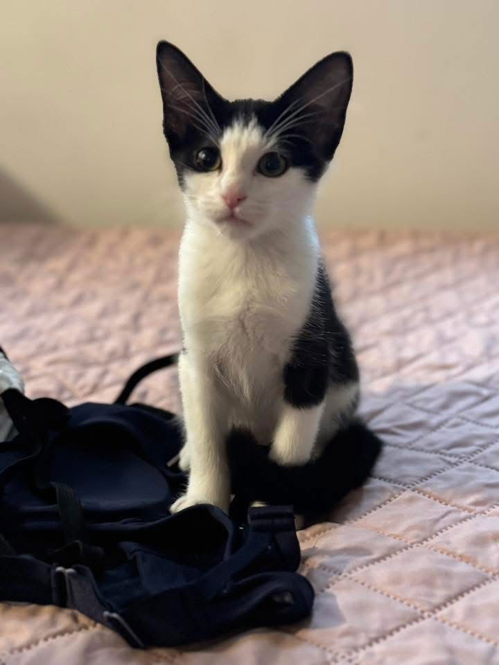 adoptable Cat in Whitestone, NY named Hannah