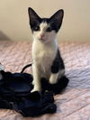 adoptable Cat in whitestone, NY named Hannah