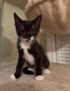 adoptable Cat in whitestone, NY named Whiskers