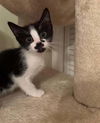 adoptable Cat in whitestone, NY named Keri