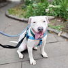 adoptable Dog in  named Gaspar