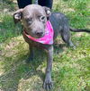 adoptable Dog in Whitestone, NY named Athena Jett