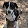 adoptable Dog in  named Thomas