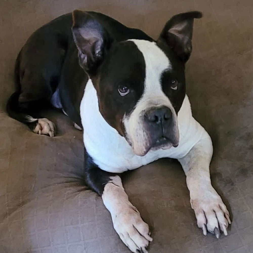 adoptable Dog in Whitestone, NY named Barkley Buzz