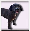 adoptable Dog in  named Pooja