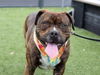 adoptable Dog in  named Draco