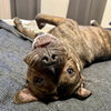 Draco - Photo 2