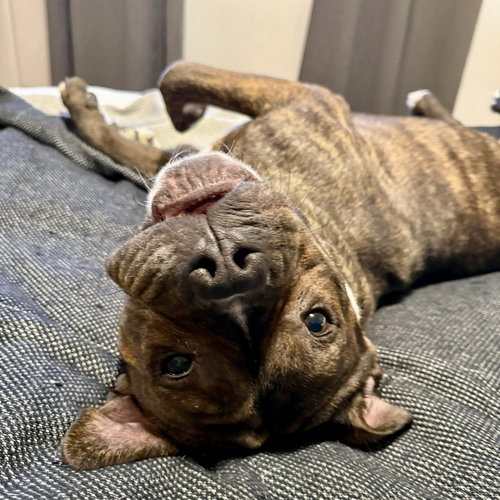 DRACO - Terrier available for adoption
