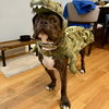 Draco - Photo 4