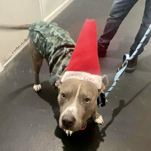 TINY TONY - Staffordshire Bull Terrier / Terrier available for adoption