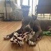 Tiny Tony - Photo 4