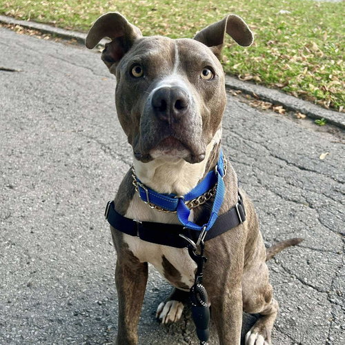 TINY TONY - Staffordshire Bull Terrier / Terrier available for adoption