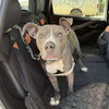 Tiny Tony - Photo 3