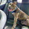 Tiny Tony - Photo 4