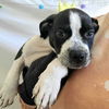 adoptable Dog in  named Sebastian (p)