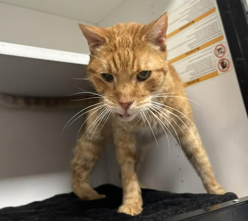 adoptable Cat in Whitestone, NY named Monroe