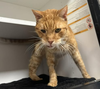 adoptable Cat in Whitestone, NY named Monroe