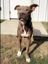 adoptable Dog in  named Indie