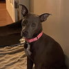 Indie - Photo 4