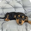 adoptable Dog in  named Sadie Pearl (p)
