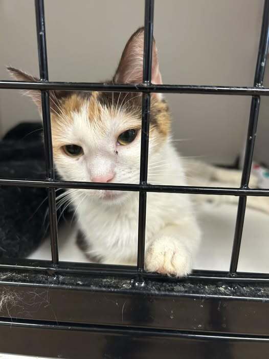 adoptable Cat in Whitestone, NY named Leonor