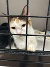 adoptable Cat in whitestone, NY named Leonor