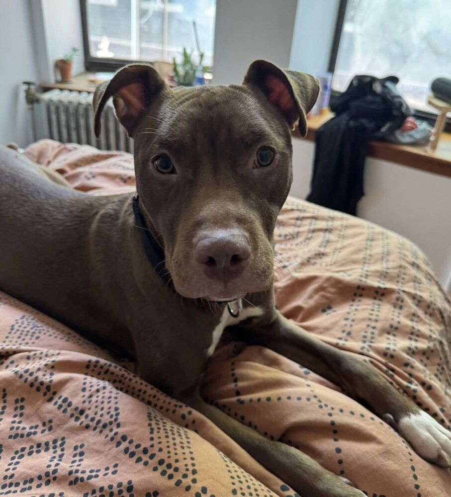adoptable Dog in Whitestone, NY named Bailey Ray