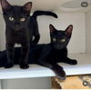 adoptable Cat in whitestone, NY named Jen