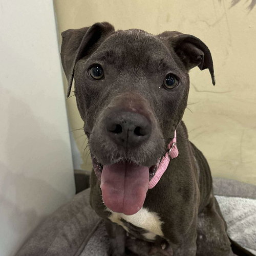 MALIA - American Staffordshire Terrier / Terrier available for adoption