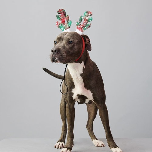 MALIA - American Staffordshire Terrier / Terrier available for adoption