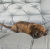adoptable Dog in  named Millie (p)