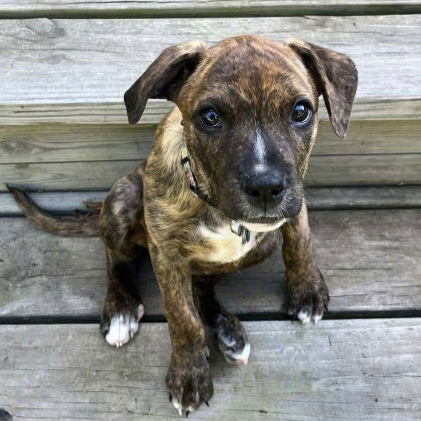 adoptable Dog in Whitestone, NY named Millie (p)