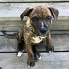 adoptable Dog in whitestone, NY named Millie (p)