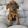 adoptable Dog in  named Milo Scooter (p)