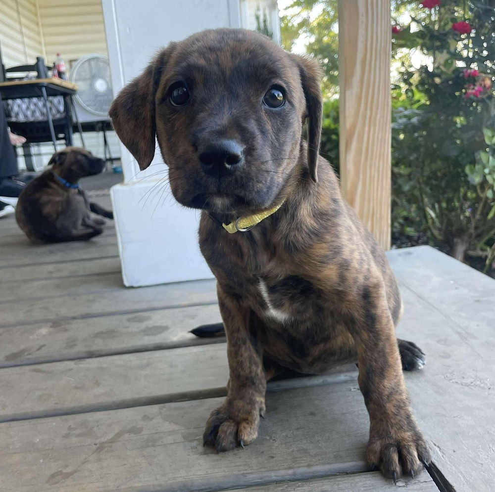 adoptable Dog in Whitestone, NY named Molly Zo (p)